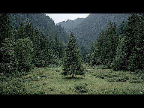 IF A TREE FALLS: Gen:48 Aleph Edition