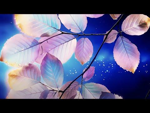 Comme neige au soleil (Like snow in the sun): Gen:48 Aleph Edition