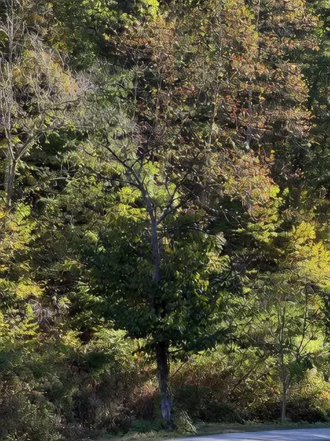 Preview ng prompt: Make the tree look like a witches face and hat. The trees behind it are dead with no leaves and blac…