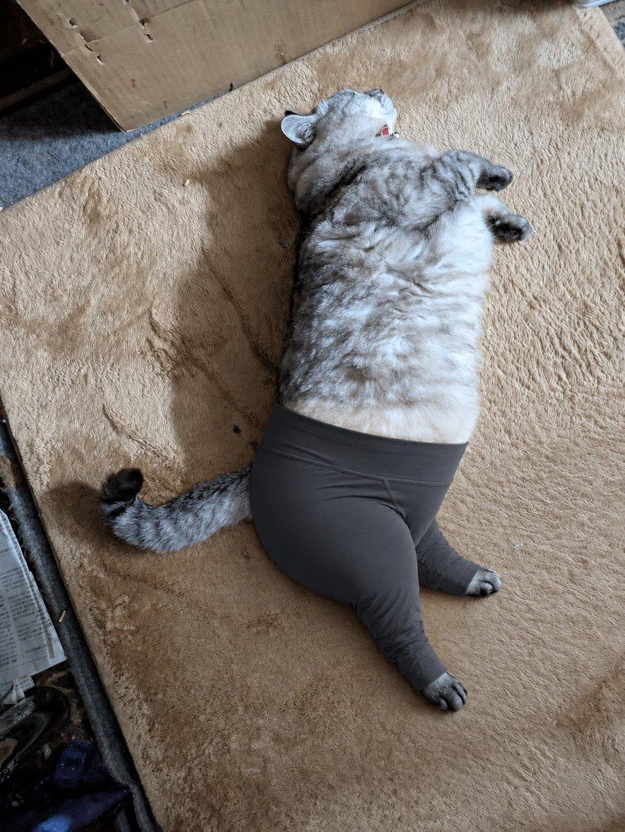 プロンプトのプレビュー: ヨガパンツを履いた猫