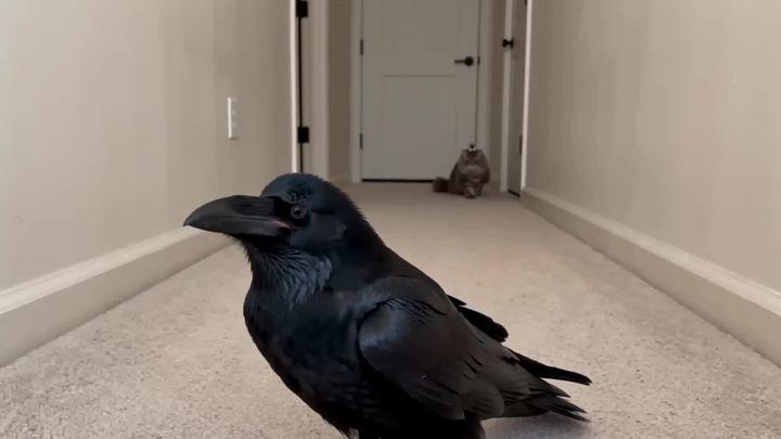 Превью промпта: Create a realistic, funny, heartwarming handheld phone video of a real-looking black crow and a real…