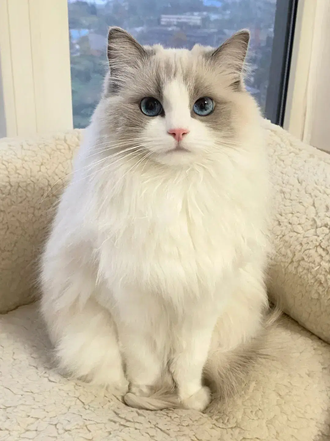 Christmas Pet Portrait Grid - Input