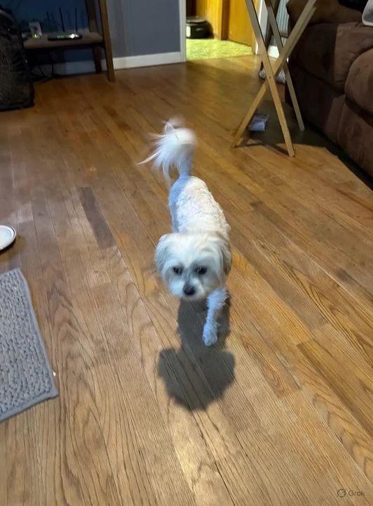 Prompt preview: Make this dog named Little Man say mama why do you take so long? https://t.co/DxRYqI8CbP
