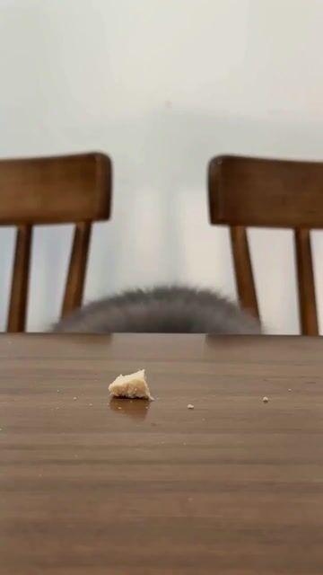 プロンプトのプレビュー: ずるがしこい猫のペット Vlog アクションシーケンス
