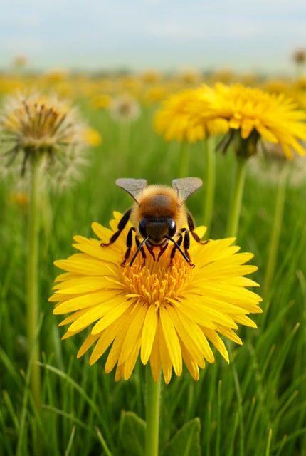 Aperçu du prompt: Vidéo d'une abeille et d'un avion en papier