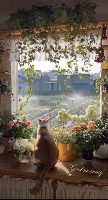 Anteprima del prompt: Gatto che osserva un paesaggio all'alba