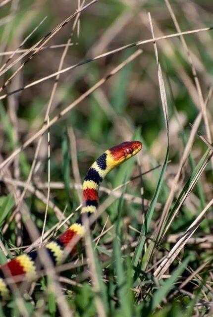 Aperçu du prompt: Animation d'un serpent corail dans un jardin