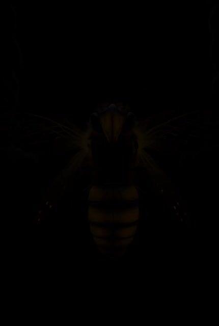 Anteprima del prompt: Bioluminescent Bee Circuit