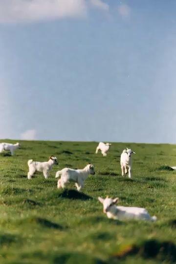 Vista previa del prompt: Cabras saltando a la luna