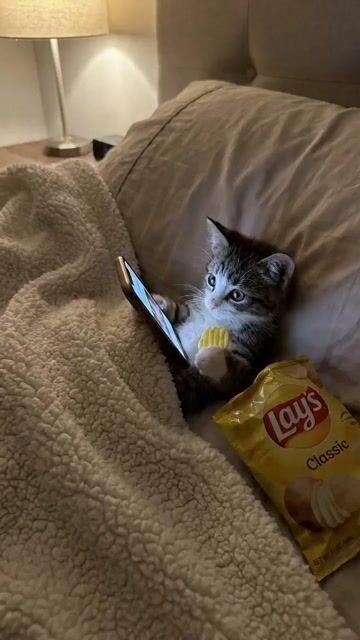 プロンプトのプレビュー: スクロールする子猫のストーリーボード