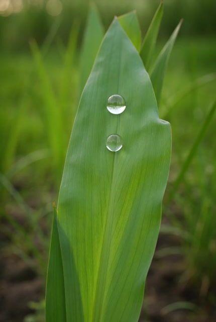 Vista previa del prompt: Video macro de gotas de rocío en un iris