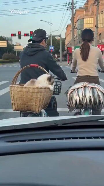 Anteprima del prompt: Un gatto Ragdoll tenta di rubare un pesce a un semaforo rosso