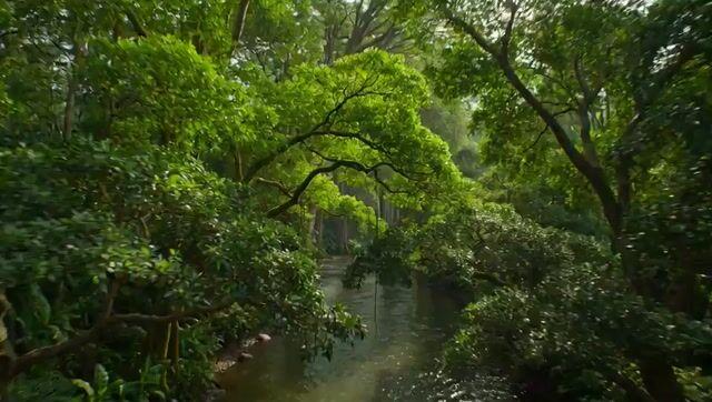 Promptvoorbeeld: Amazon rainforest continuous flyover video prompt (JavaScript format)
