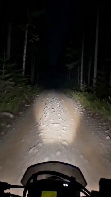 Anteprima del prompt: Sorpresa: incontro con un orso in moto (POV)