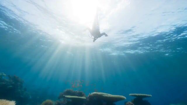 プロンプトのプレビュー: 映画のような海洋生物学者の探検