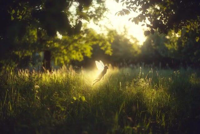ตัวอย่างพรีวิวพรอมต์: พรอมต์วิดีโอ Ethereal Woods Fairy