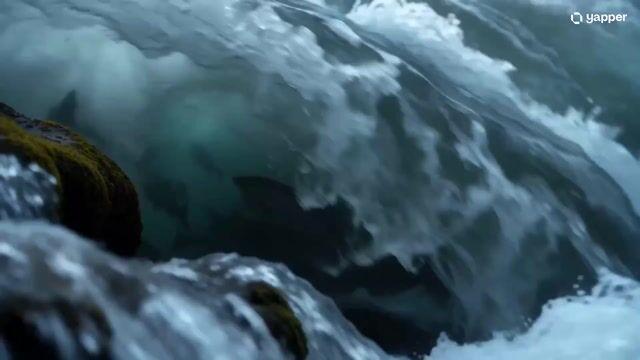 提示詞預覽: 灰熊捕鮭魚