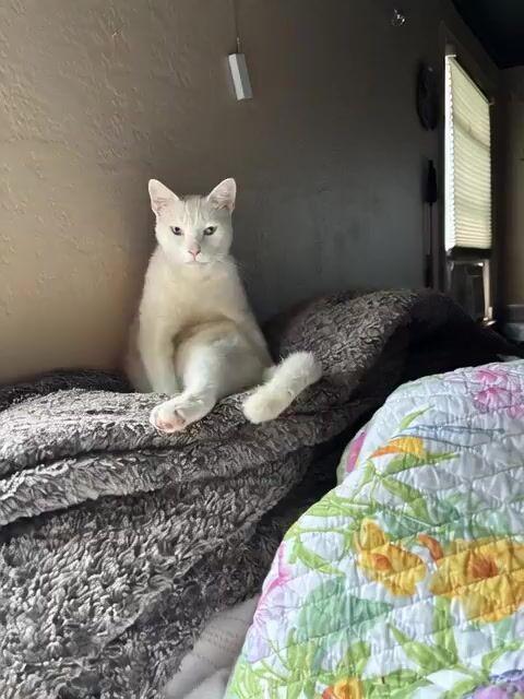 Pré-visualização do prompt: Prompt de vídeo: Gato pulando e falando