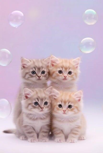 プロンプトのプレビュー: 動画生成プロンプト:かわいい子猫のバブルチェイス用 JSON 形式
