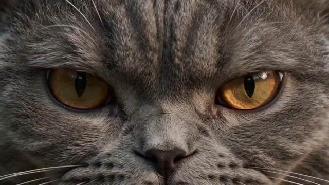 プロンプトのプレビュー: 超リアルな 猫と達人による 武術の振り付け