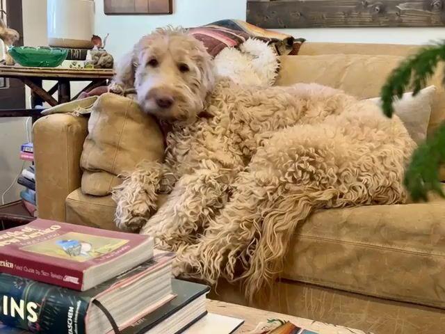 Pré-visualização do prompt: Vídeo de um Goldendoodle cavando na Lua