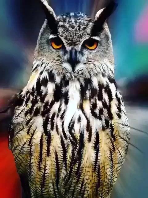 Prompt-Vorschau: Wise Owl Animation