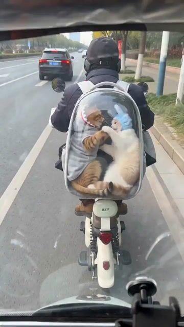 プロンプトのプレビュー: Seedance 2.0 Video Prompt:スクーターに乗る猫たち