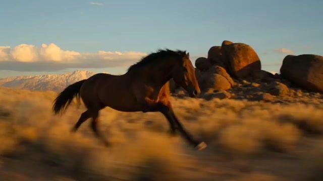 Promptforhåndsvisning: Mustang Desert Gallop Cinematic Shot