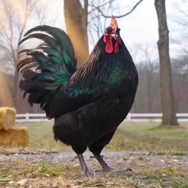 ตัวอย่างพรีวิวพรอมต์: พร้อมต์วิดีโอฮีโร่ไก่ชนนักบู๊ มหากาพย์สไตล์ภาพยนตร์