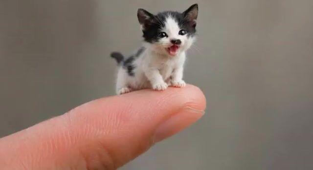 Anteprima del prompt: Video di un gattino in miniatura grande quanto una bustina