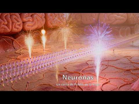 NEURONS